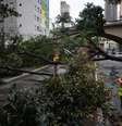 Ventos em setembro de 2025 provocaram a queda de uma árvore que bloqueou parcialmente as duas vias da Avenida 9 de Julho, na altura do Viaduto Major Quedinho, na região central de São Paulo, após um temporal  Foto: NINO CIRENZA/ATO PRESS / Estadão