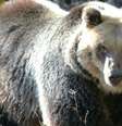Ursa morreu após ser atingida por bala de fuzil  Foto: ANSA / Ansa - Brasil