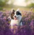 Pesquisas indicam que cães envelhecem de forma diferente conforme o porte e o peso — um cachorro de 1 ano pode equivaler a 15 anos humanos.  Foto: nik174 | Shutterstock / Portal EdiCase