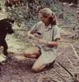 Jane Goodall começou seu revolucionário estudo de campo dos chimpanzés na Tanzânia 65 anos atrás  Foto: Getty Images / BBC News Brasil