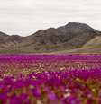O Deserto do Atacama está coberto de flores após uma chuva incomum   Foto: Anadolu /GettyImages
