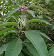 Planta conhecida como "Fumo Bravo" foi confundida com couve por família em MG  Foto: Reprodução/Wilder