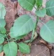 A planta "Fumo Bravo" foi confundida pela família com couve  Foto: Divulgação/Corpo de Bombeiros