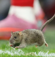 Rato invadiu o gramado e paralisou o duelo entre País de Gales e Bélgica  Foto: Getty Images