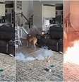 Cão mastiga bateria de lítio, que explode e provoca incêndio  Foto: Reprodução/Facebook