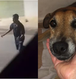 Cachorro esfaqueado por motociclista é colocado para adoção em MG  Foto: Reprodução/Instagram