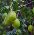 O umbu oferece propriedades nutricionais importantes para o organismo  Foto: Hyago Xavier Teixeira | Shutterstock / Portal EdiCase