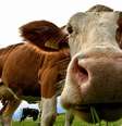 O índice mundial do preço da carne subiu em 10% este ano  Foto: Getty Images / BBC News Brasil