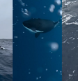 Grupo de orcas foi avistado no mar da Barra da Tijuca  Foto: Reprodução/Instagram/@tatoslerca