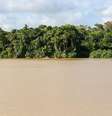 Arquipélago do Bailique, Macapá, Amapá, Brasil. Barco navega junto à margem do rio Amazonas, já muito próximo da sua foz. A região é considerada uma nova fronteira energética, com características geológicas semelhantes às da Guiana.  Foto: © Rui Brandão / CC/ Wikipédia / RFI