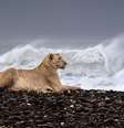 Leoa em praia de pedras na Namíbia, observa sua presa de longe  Foto: Griet Van Malderen / BBC News Brasil