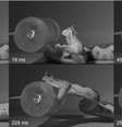 Estudo registro a sequência de bota típico de víboras, que acontece em milissegundos  Foto: Reprodução/Journal of Experimental Biology/Kinematics of strikes in venomous snakes Open AccessIcon for The Forest of Biologists 
