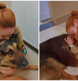Cão de faro Athos, que atuou com a Polícia Militar do Paraná, precisou ser submetido à eutanásia  Foto: Reprodução/X/@5crpm.pmpr