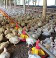 Exportações brasileiras de produtos avícolas à China estavam suspensas desde 16 de maio.  Foto: Alexandre Hisayasu/Estadão - 26/09/2025 / Estadão