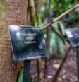 Hoje, ainda há uma seringueira plantada no Kew Gardens, em Londres  Foto: João da Mata / BBC / BBC News Brasil