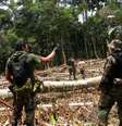 A derrubada de árvores para plantio da coca abre espaço para pastagem e mineração ilegal, financiada pelo tráfico.  Foto: Polícia Federal do Amazonas e Polícia Nacional do Peru