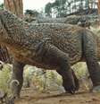 O réptil 'Tainrakuasuchus bellator' viveu há cerca de 240 milhões de anos  Foto: Imagem: Universidade Federal de Santa Maria (UFSM)