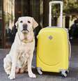 Veja como funciona o seguro de viagem para pets  Foto: Shutterstock / Alto Astral