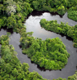 Fundo Florestas Tropicais para Sempre foi lançado durante a COP30 em Belém (PA)  Foto: LeoFFreitas/Getty Images