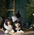 Alguns cuidados ajudam a tornar a decoração de Natal segura para os pets  Foto: Anna Averianova | Shutterstock / Portal EdiCase