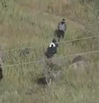 Bandidos armados fogem por trilhas na mata durante operação da PM do Rio  Foto: Reprodução/TV Globo