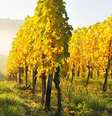 Uvas Riesling no vale de Remstal, em Baden-Württemberg. O Riesling é o vinho mais popular cultivado na Alemanha  Foto: DW / Deutsche Welle