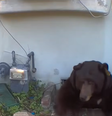 Urso 'contorcionista' foi flagrado em porão de casa nos EUA  Foto: Reprodução/YouTube/CBS LA