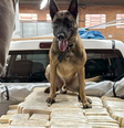 Cão farejador ajuda PF a localizar bunker com 613 kg de cocaína em Santa Catarina  Foto: Divulgação/PF