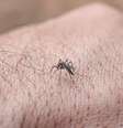 A dengue e chikungunya são transmitidas pelo mosquito Aedes aegypti  Foto: Marcelo Camargo/Agência Brasil