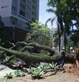Árvore que caiu na Vila Mariana, em São Paulo, durante o vendaval desta quarta-feira, 10  Foto: Felipe Rau/Estadão / Estadão