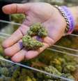 A maioria dos Estados americanos permite o uso da cannabis para fins medicinais e 24 Estados também autorizam seu uso recreativo  Foto: Getty Images / BBC News Brasil
