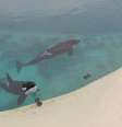As orcas Wikie e Keijo nunca souberam o que é a vida sem apresentações até o fechamento do parque  Foto: Seph Lawless / BBC News Brasil