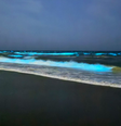 O fenômeno é chamado de bioluminescência e é provocado pela presença de Noctiluca scintillans  Foto: Reprodução/X/@MaruBercon