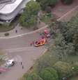 Árvore de grande porte cai e deixa duas pessoas feridas no Parque Ibirapuera, em SP   Foto: Reprodução/TV Globo