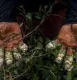 A produção de cocaína é um problema antigo na Colômbia  Foto: Esteban Vanegas/Bloomberg via Getty Images / BBC News Brasil