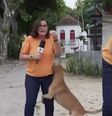Bianka Carvalho acariciou o cachorro caramelo durant entrada ao vivo  Foto: Reprodução