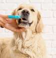 Entenda os problemas que vêm com o mau hálito do cachorro  Foto: Shutterstock / Alto Astral