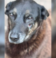 Cão Orelha, que precisou ser sacrificado após agressões  Foto: Reprodução/Instagram