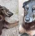 Cão Orelha, animal comunitário que foi vítima de agressão em Florianópolis e precisou passar por eutanásia  Foto: Reprodução/NDTV 