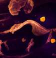 Imagem microscópica mostra vírus Nipah (em amarelo) brotando da superfície de uma célula  Foto: DW / Deutsche Welle