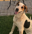 Cão comunitário 'Abacate' morre após levar tiro no Paraná e mobiliza cidade  Foto: Reprodução/cimouraa/Instagram