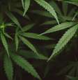 Anvisa autoriza o cultivo de cannabis medicinal no Brasil e cria marco regulatório histórico; confira as regras  Foto: Reprodução: Canva/Oulaphone Sonesouphap / Bons Fluidos