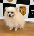 Homem é preso após furtar e vender Lulu-da-Pomerânia no DF  Foto: Divulgação/Polícia Civil