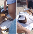 Cachorra comunitária é esfaqueada em praia no litoral de SP  Foto: Reprodução/Instagram/@ong_lar_dos_pets