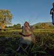 Ratos treinados podem detectar a presença de minas terrestres muito mais rápido que os métodos convencionais  Foto: Getty Images / BBC News Brasil