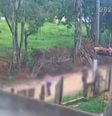 Bebê de 10 meses morre após ataque de cachorro  Foto: Reprodução/pedrofofoqueiro/X