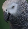 Imagem ilustrativa mostra papagaio que é da mesma espécie de Nigel  Foto: Divulgação/Youtube/VIX Brasil