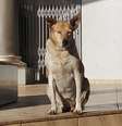 A cachorrinha Dara era mantida por moradores de Ivaiporã (PR) há 10 anos; ela morreu nesta segunda-feira, 2, após ter sido atropelada  Foto: Arquivo Pessoal