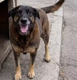 Mulher admite que postou fake news sobre espancamento do cão Orelha  Foto: Reprodução