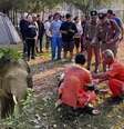 Turista é morto por elefante durante trilha em parque nacional da Tailândia  Foto: Divulgação